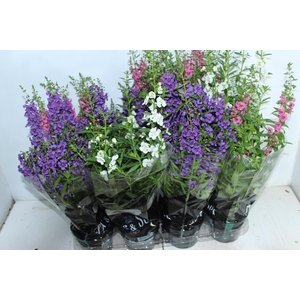 ANGELONIA P14 VARIADO