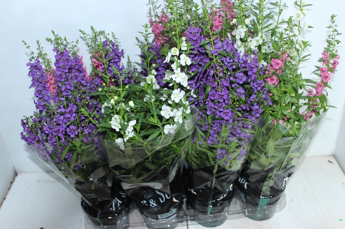 <h4>ANGELONIA P14 VARIADO</h4>