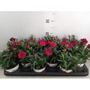 Dianthus  'Oscar Red'