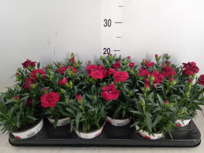 <h4>Dianthus  'Oscar Red'</h4>
