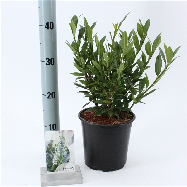<h4>Prunus laur. Gajo</h4>