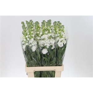 Matth Iron White
