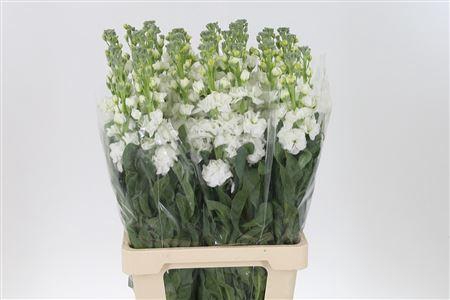 <h4>Matth Iron White</h4>