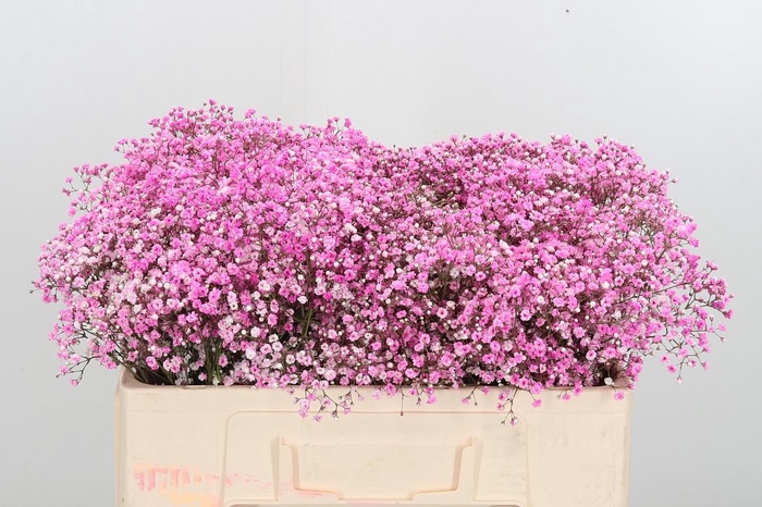 <h4>Gyps Painted Pink</h4>