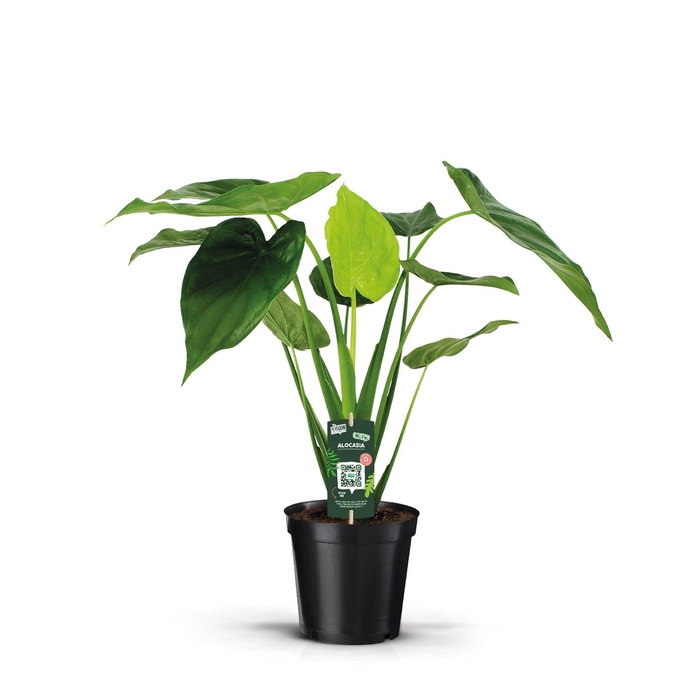 <h4>Alocasia cucullata</h4>