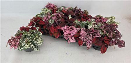 <h4>Hypoest Gem</h4>