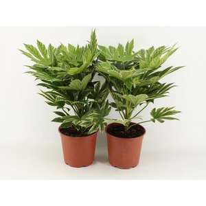 Fatsia Spider Web P21