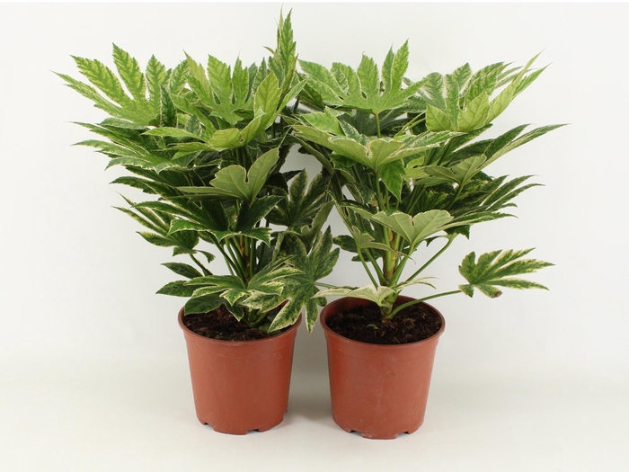 <h4>Fatsia Spider Web P21</h4>