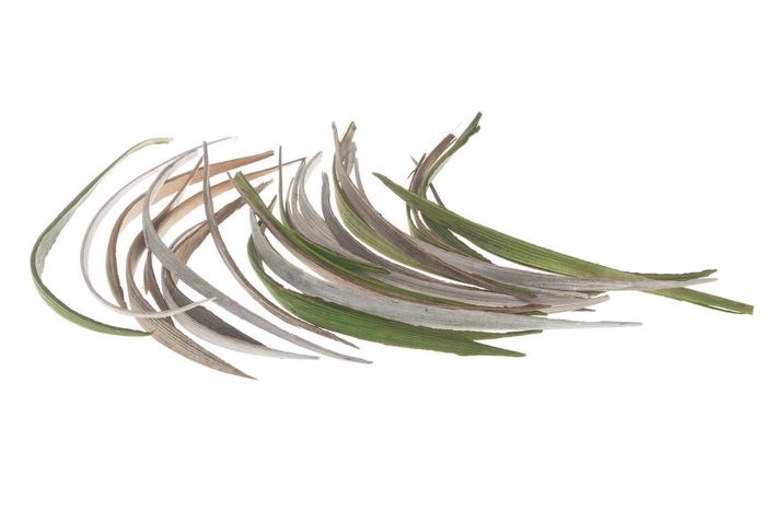 COCO MEDIUM GRASS MIXED 200GR