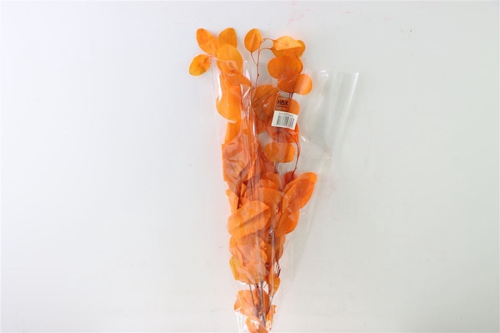 <h4>Pres Euca Populus Orange Bunch</h4>