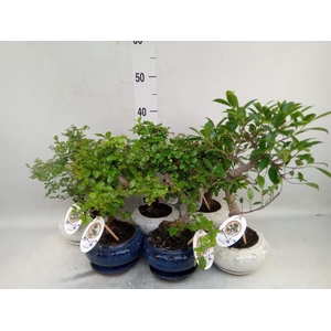Bonsai   ...mix