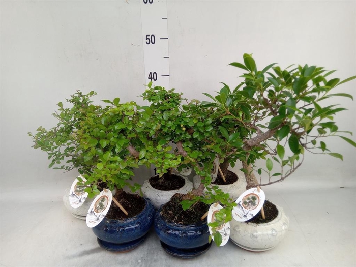 <h4>Bonsai   ...mix</h4>
