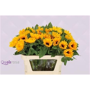 HELIANTHUS SUNRICH ORANGE