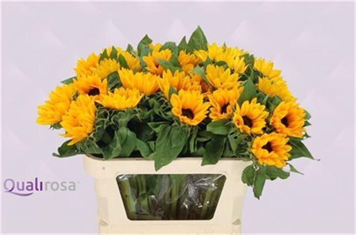 <h4>HELIANTHUS SUNRICH ORANGE</h4>