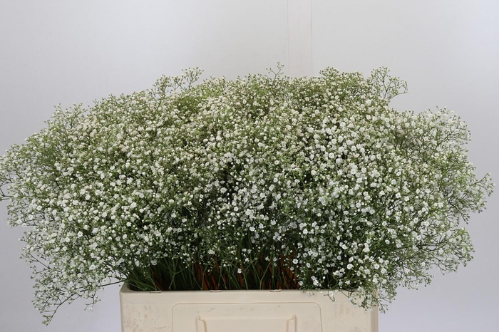 <h4>Gyps Zinzi Tyree</h4>