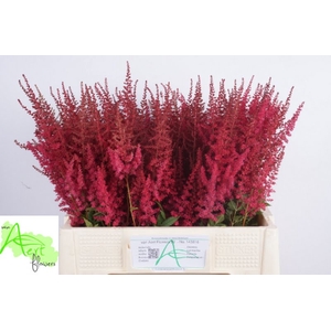 Astilbe Paul Gaarder Aert