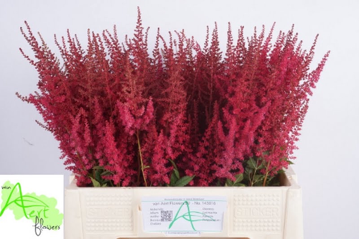 <h4>Astilbe Paul Gaarder Aert</h4>