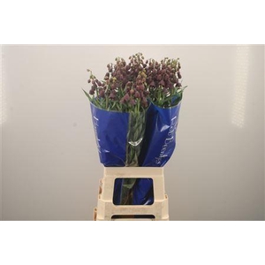 Fritillaria Persica Black