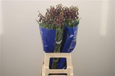 <h4>Fritillaria Persica Black</h4>