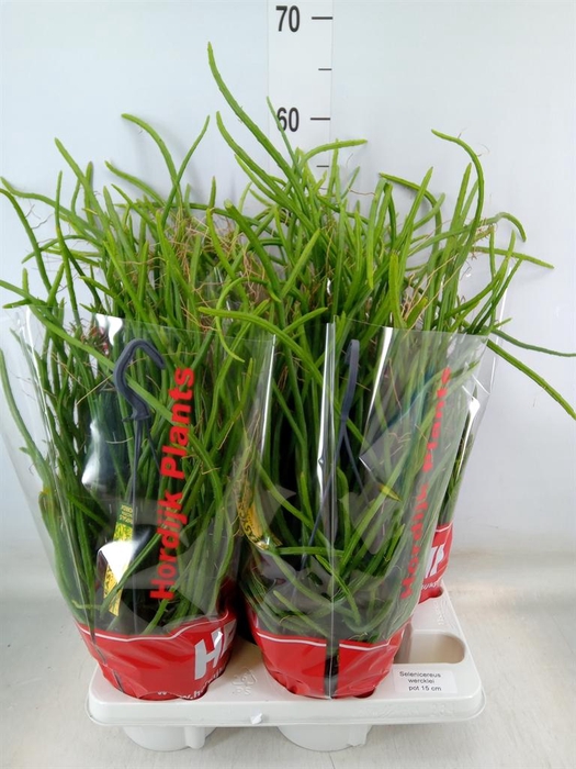 <h4>Rhipsalis   ...</h4>