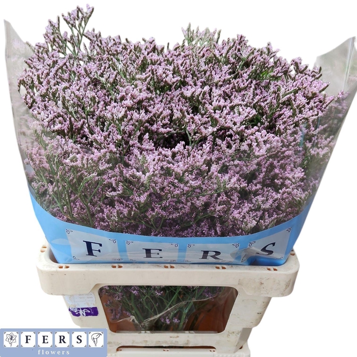 <h4>LIM TALL P EMILLE</h4>