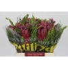 BQ Protea 3 Flowers