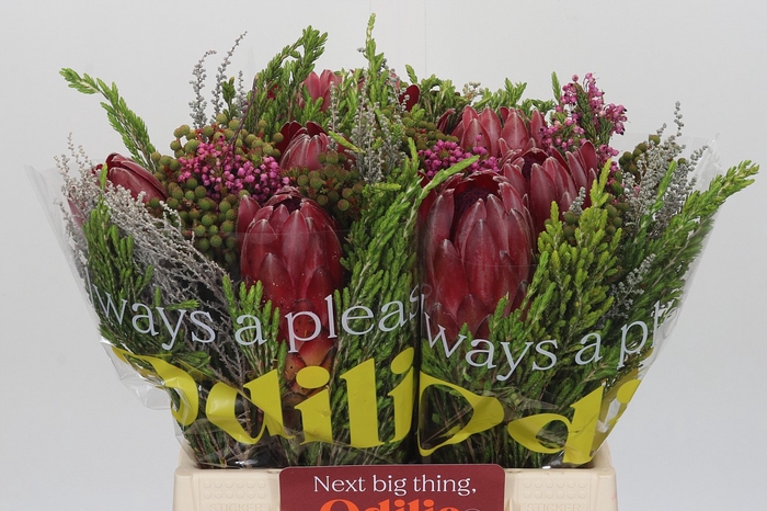 BQ Protea 3 Flowers