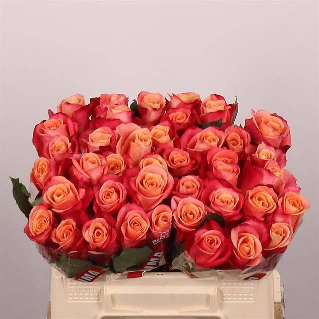 <h4>R GR HELENE</h4>