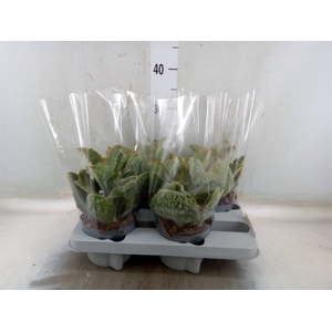 Kalanchoe NF beharensis