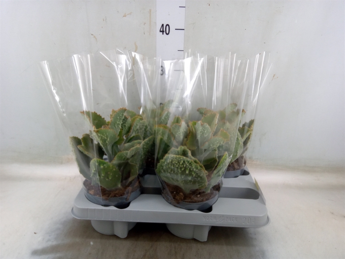 <h4>Kalanchoe NF beharensis</h4>