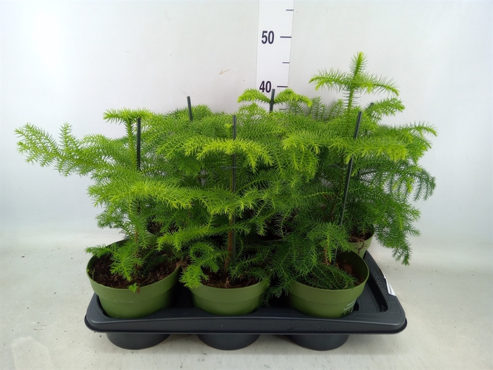 <h4>Araucaria heterophylla</h4>