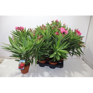 Neri Oleander