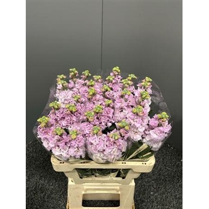 Matth Iron Light Pink / White