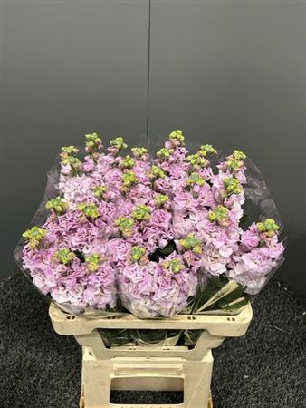 <h4>Matth Iron Light Pink / White</h4>