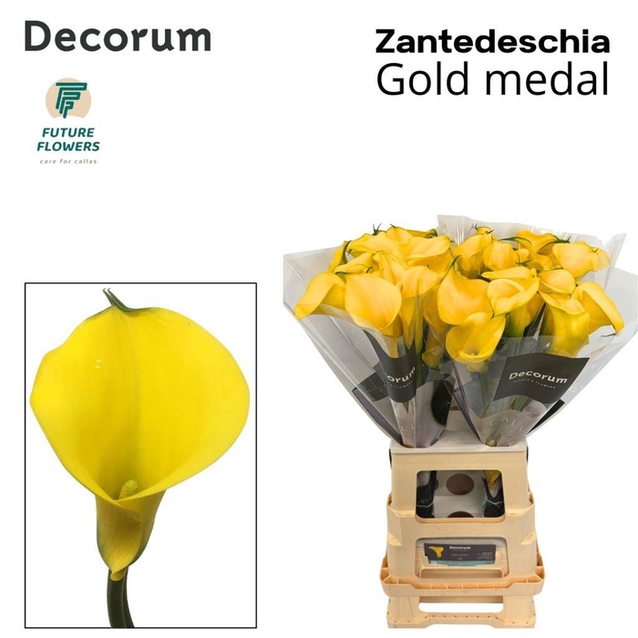 <h4>Zantedeschia gold medal</h4>