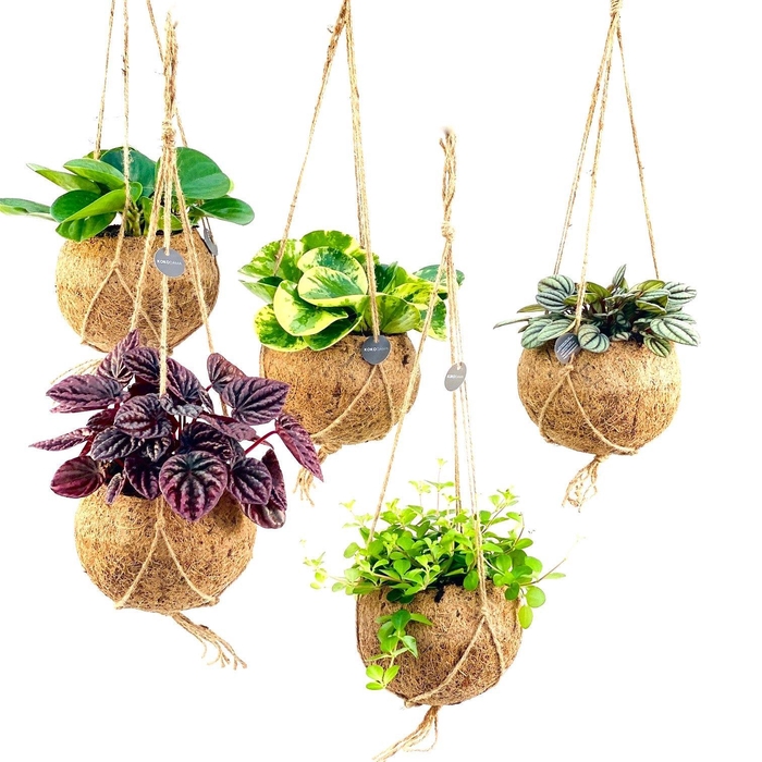 <h4>Kamerpl Gem Gr 6 Srt</h4>