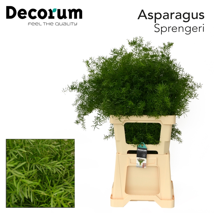 <h4>ASP SPRENGERI  65cm box x50</h4>