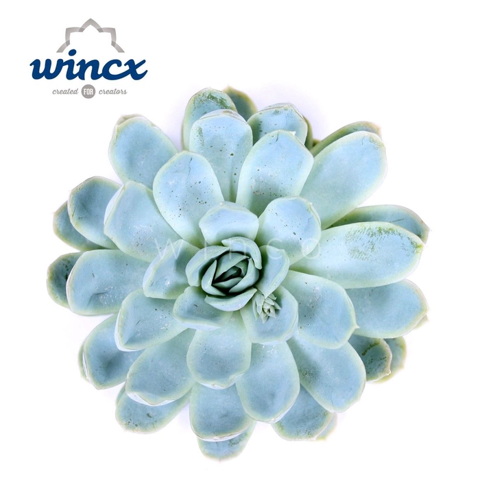 <h4>Echeveria Ov</h4>