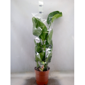Strelitzia nicolai