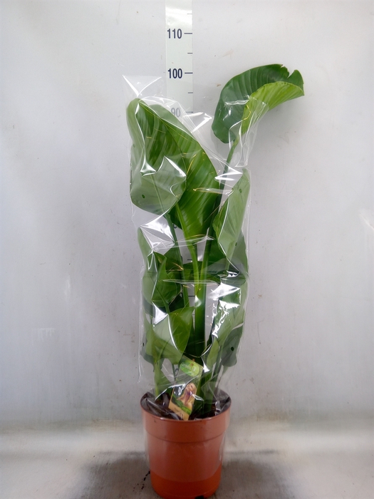 <h4>Strelitzia nicolai</h4>