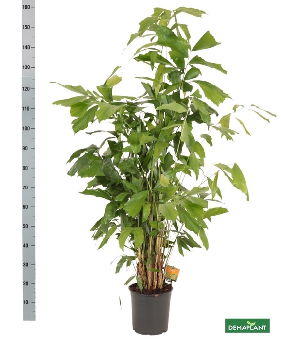 <h4>CARYOTA MITIS</h4>