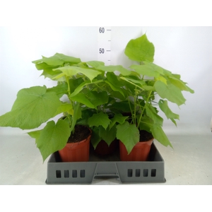Sparrmannia africana