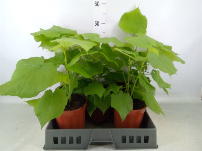 <h4>Sparrmannia africana</h4>