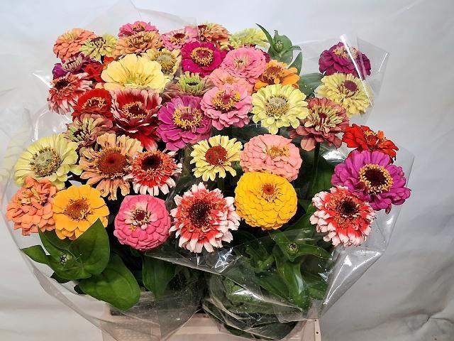 <h4>ZINNIA OV GEM</h4>