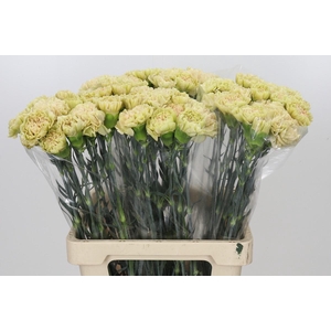 Dianthus St Lege Marrone