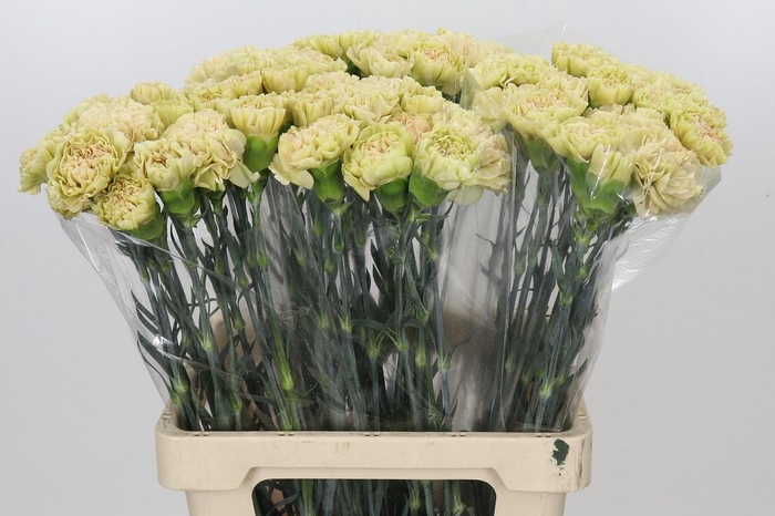 <h4>Dianthus St Lege Marrone</h4>