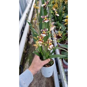 Barrocco Bronze, 2-spike 'Orchid Collection'