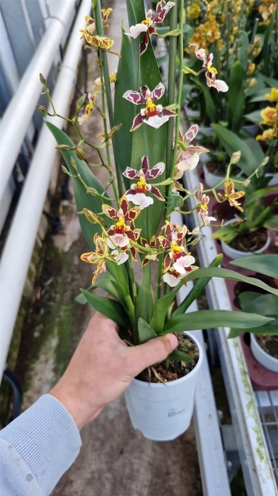 <h4>Barrocco Bronze, 2-spike 'Orchid Collection'</h4>