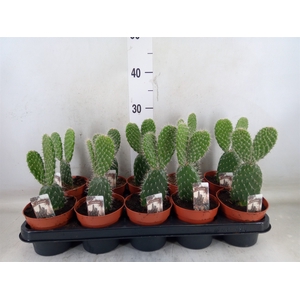 Opuntia