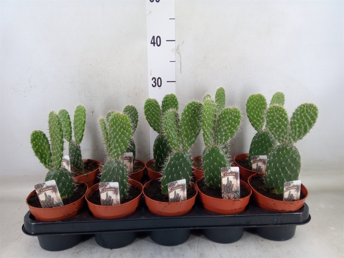 <h4>Opuntia</h4>